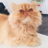 İran Kedisi (Persian), Kedi  Pablo fotoğrafı