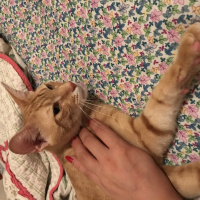 Tekir Kedi, Kedi  Tarçın fotoğrafı