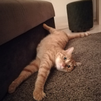 Sarman, Kedi  Leo fotoğrafı