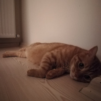 Sarman, Kedi  Leo fotoğrafı