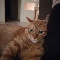 Sarman, Kedi  Leo fotoğrafı