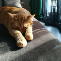 Sarman, Kedi  Leo fotoğrafı