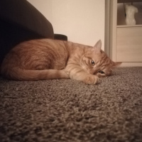 Sarman, Kedi  Leo fotoğrafı