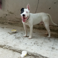Dogo Arjantin, Köpek  Atreus fotoğrafı