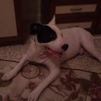 Dogo Arjantin, Köpek  Atreus fotoğrafı