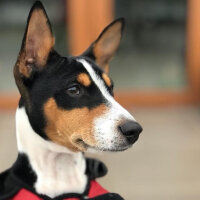 Basenji, Köpek  Jazz fotoğrafı