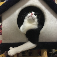 Tekir Kedi, Kedi  Alaca fotoğrafı