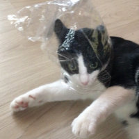 Tekir Kedi, Kedi  Alaca fotoğrafı