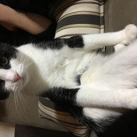 Tekir Kedi, Kedi  Alaca fotoğrafı
