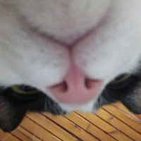 Tekir Kedi, Kedi  Alaca fotoğrafı