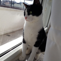 Tekir Kedi, Kedi  Alaca fotoğrafı