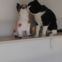 Tekir Kedi, Kedi  Alaca fotoğrafı