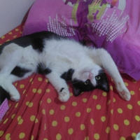 Tekir Kedi, Kedi  Alaca fotoğrafı