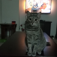 Tekir Kedi, Kedi  Bulut fotoğrafı