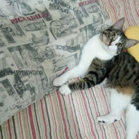 Tekir Kedi, Kedi  Korsan fotoğrafı