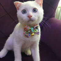 Scottish Fold, Kedi  Cesur fotoğrafı