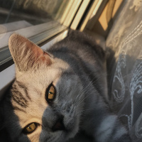 Scottish Fold, Kedi  Shadow fotoğrafı