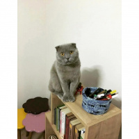 Scottish Fold, Kedi  Klesh fotoğrafı