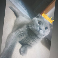 Scottish Fold, Kedi  Klesh fotoğrafı
