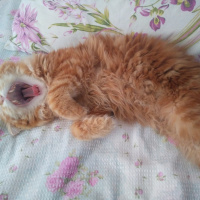 Chinchilla, Kedi  Bal fotoğrafı