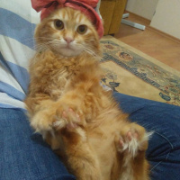 Chinchilla, Kedi  Bal fotoğrafı