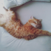 Chinchilla, Kedi  Bal fotoğrafı