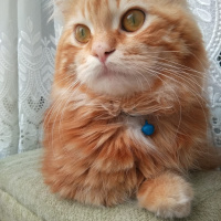 Chinchilla, Kedi  Bal fotoğrafı