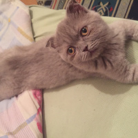 Scottish Fold, Kedi  Gümüş fotoğrafı