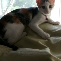 Soke, Kedi  mine fotoğrafı