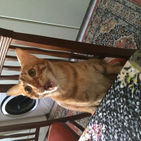 Sarman, Kedi  Rüzgar fotoğrafı