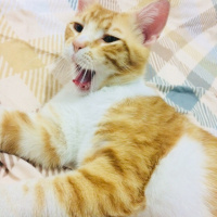American Shorthair, Kedi  Garfi fotoğrafı