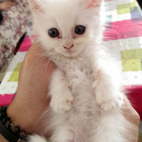 İran Kedisi (Persian), Kedi  Gofret fotoğrafı