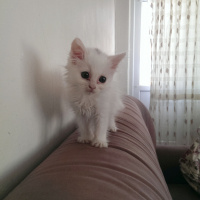 İran Kedisi (Persian), Kedi  Gofret fotoğrafı