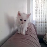 İran Kedisi (Persian), Kedi  Gofret fotoğrafı