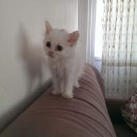 İran Kedisi (Persian), Kedi  Gofret fotoğrafı