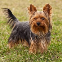 Yorkshire Terrier, Köpek  patı fotoğrafı