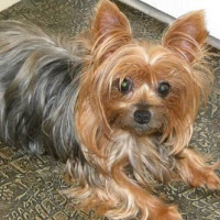 Yorkshire Terrier, Köpek  patı fotoğrafı