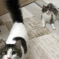Tekir Kedi, Kedi  Prenses fotoğrafı