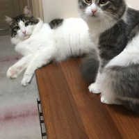 Tekir Kedi, Kedi  Prenses fotoğrafı