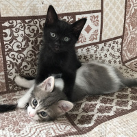 Tekir Kedi, Kedi  Karaliçe fotoğrafı