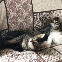 Tekir Kedi, Kedi  Atiko ve patiko fotoğrafı
