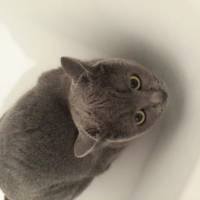 British Shorthair, Kedi  Asya fotoğrafı