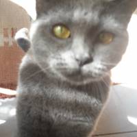 British Shorthair, Kedi  Asya fotoğrafı