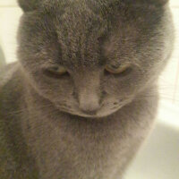 British Shorthair, Kedi  Asya fotoğrafı