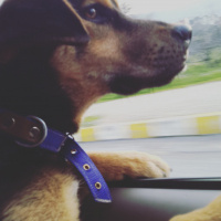 Sokö (Sokak Köpeği), Köpek  Köpüş fotoğrafı