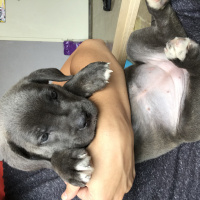 Cane Corso Italiano, Köpek  Dobby fotoğrafı