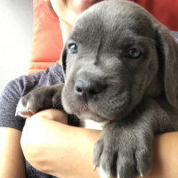 Cane Corso Italiano, Köpek  Dobby fotoğrafı