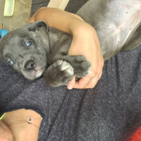 Cane Corso Italiano, Köpek  Dobby fotoğrafı