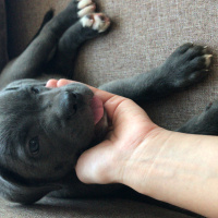 Cane Corso Italiano, Köpek  Dobby fotoğrafı