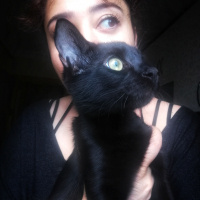 Bombay, Kedi  Samba fotoğrafı
